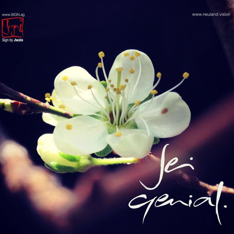 10 Klappkarten "Sei genial"