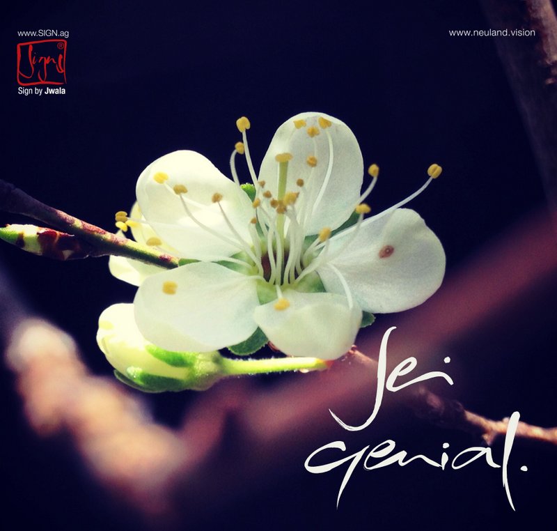 10 Klappkarten "Sei genial"